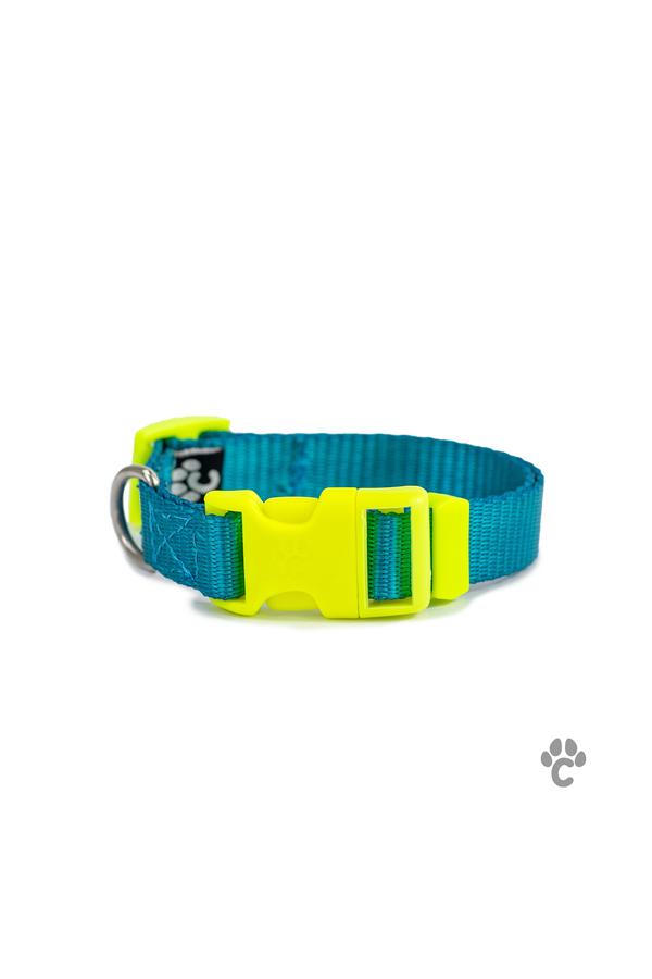 Collar Pro azul/neon para perro